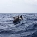 כמה זמן יכול דולפין להישאר מתחת למים?