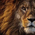 לגלות את הסודות של מלך הג'ונגל: כמה שוקל אריה בוגר?