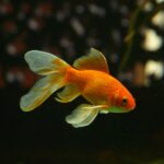 כמה זמן יכול דג זהב לחיות בלי מזון? | טיפול לחיות מחמד