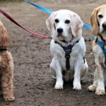 שם המשפחה פדל: מדריך מקיף image-2776